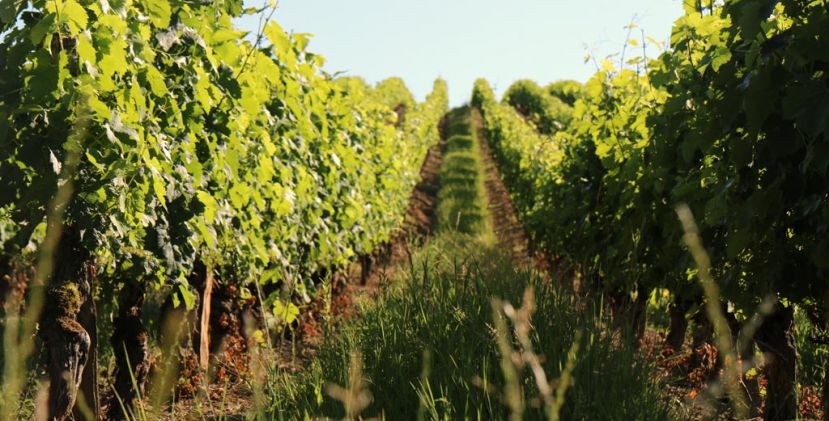 The essence of the vines - The Vignerons de Buzet