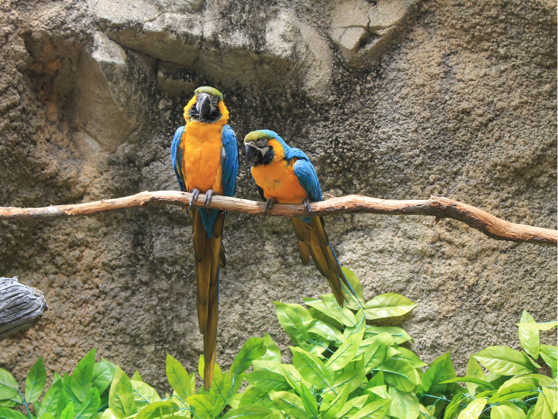 Bourse aux Oiseaux