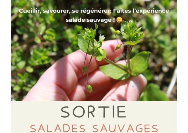 Salades sauvages