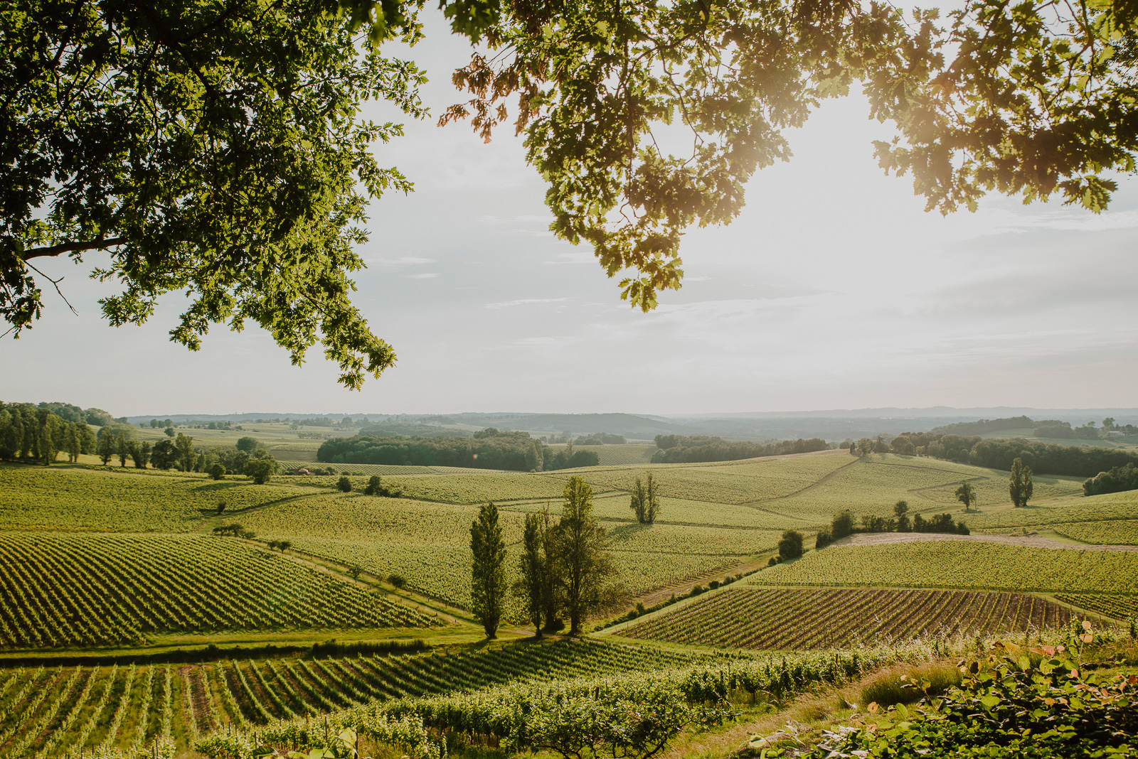 Domaine Les Bertins - The Lot & Garonne producers in Saint-Astier