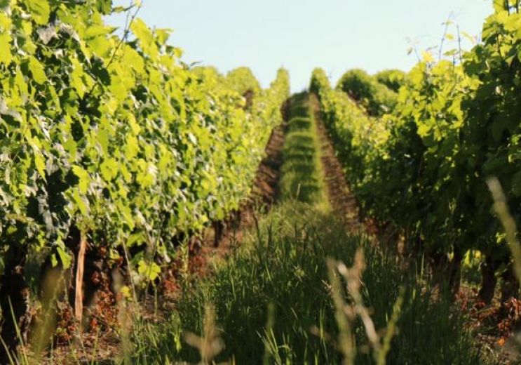 The essence of the vines - The Vignerons de Buzet